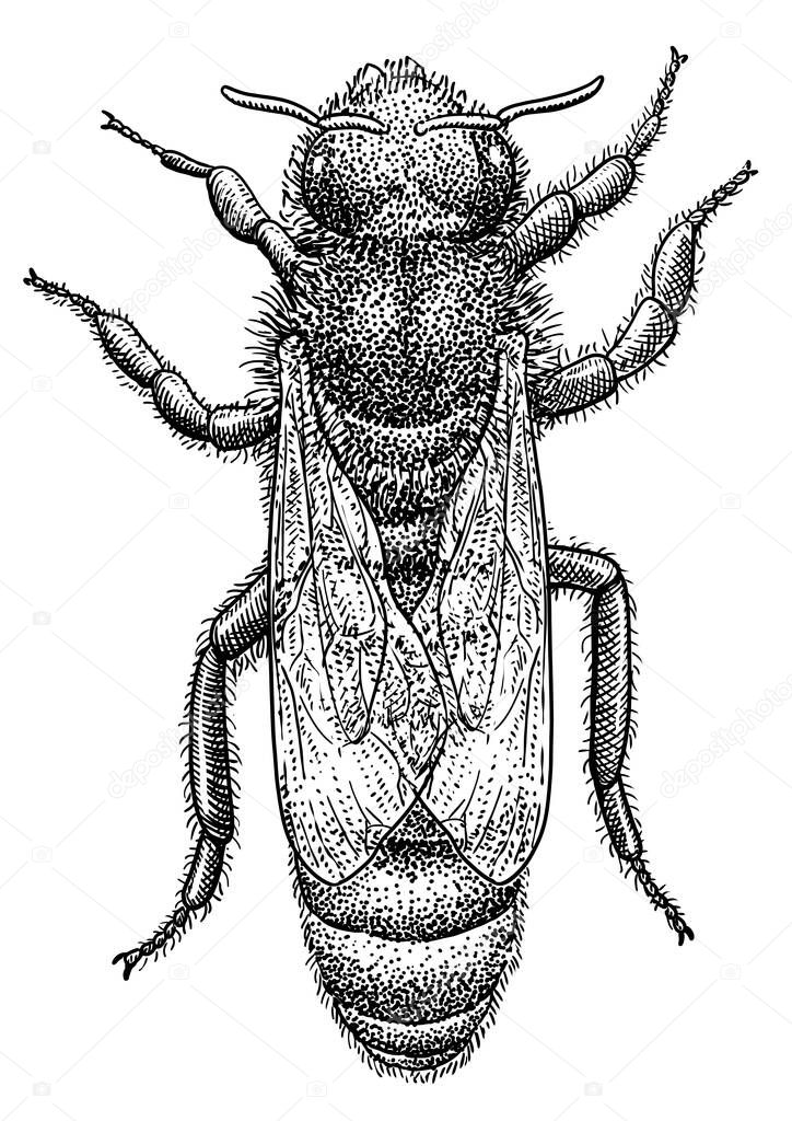 Queen bee illustration, drawing, engraving, ink, line art, vector