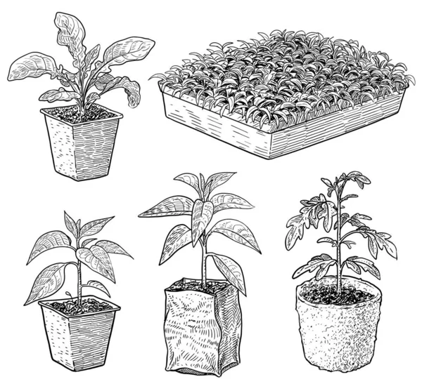 Seedlings Illustration Drawing Engraving Ink Line Art Vector — Stock Vector