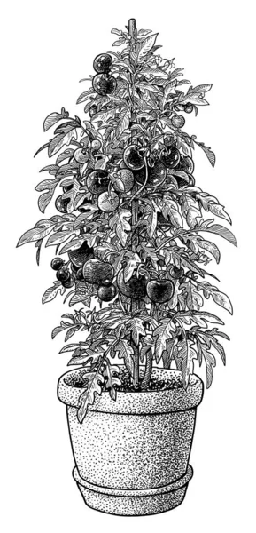 Paradicsom Növény Pot Illusztráció Rajz Gravírozás Tinta Line Art Vektor — Stock Vector