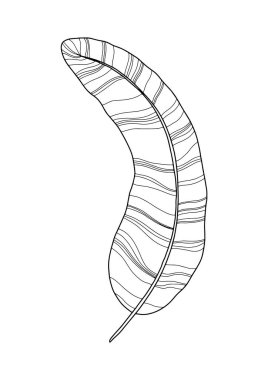 Beyaz arka planda izole edilmiş tropik muz yaprağının el çizimi silueti. Duvar dekorasyonu, logo, paket için uygun