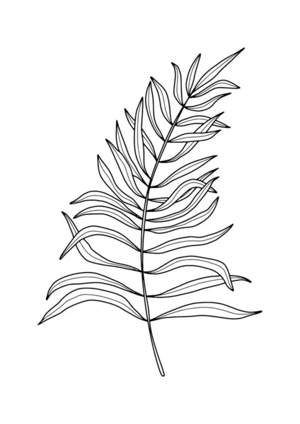 Sílhueta de desenho manual de folha tropical isolada sobre fundo branco. Adequado para impressão de arte da parede, logotipo, pacote — Vetor de Stock