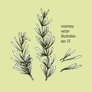 Yaprakları ile biberiye dalı Vektör illüstrasyon. Elle çizilmiş baharatlı otlar. Doodle pişirme maddesi.