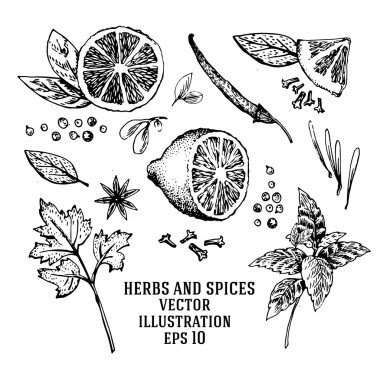 Vektör elle çizilmiş kireç ayarlayın. Yarım kireç parçaları, yaprak, baharat ve tohum kroki dilimlenmiş. Tropikal yaz meyve stil illüstrasyon kazınmış.