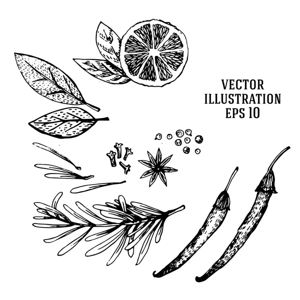 Conjunto de limão e especiarias desenhados à mão vetorial. Meia lima, folha, especiarias e esboço de sementes. Fruto tropical de verão gravada ilustração estilo . — Vetor de Stock