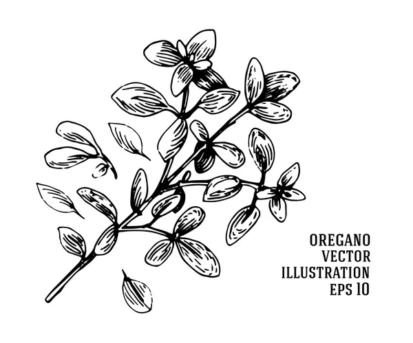 Vector mão desenhada orégano ilustração. Desenho de flor orégano vintage . — Vetor de Stock