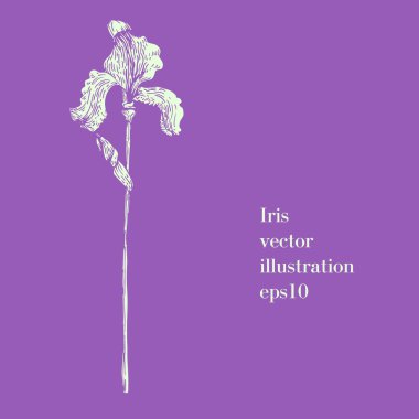 El çizimi Iris çekilmiş. Vintage tarzı.