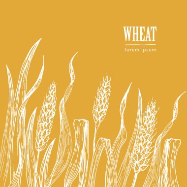 Buğday alan vektör çizim