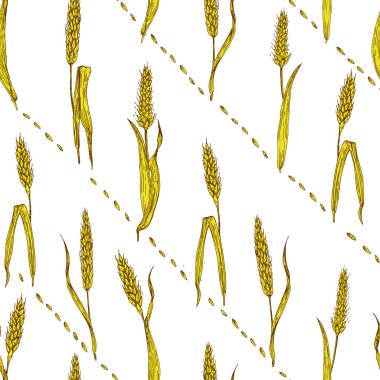 Dikişsiz vektör buğday desen. Elle çizilmiş.
