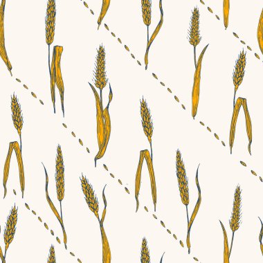 Dikişsiz vektör buğday desen. Elle çizilmiş.