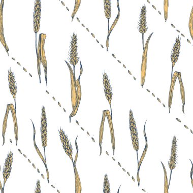 Dikişsiz vektör buğday desen. Elle çizilmiş.