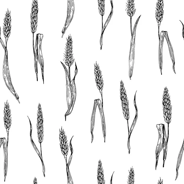 Seamless Vector wheat pattern. Hand drawn. — Stock Vector