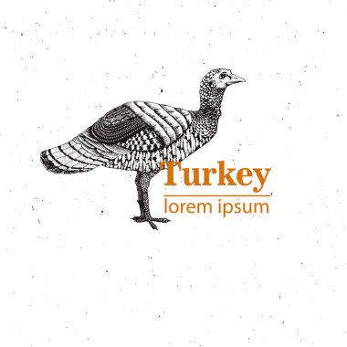 Vektör çizim - bir kuş genç Türkiye, Vintage tarzı oyma. Doğa - kroki. Beyaz bir arka plan görüntü izole kuşlar. Logo şablonu.