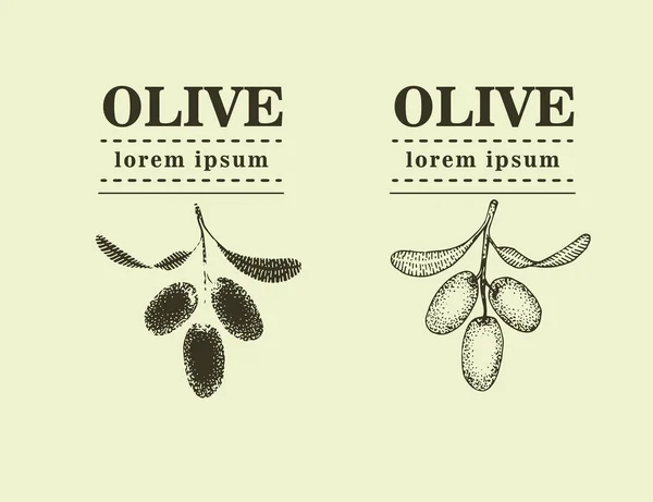 Rama gráfica de olivo. Plantilla de logotipo dibujado a mano. Ilustración vectorial utilizada para la publicidad de productos oleícolas naturales. vintage — Vector de stock