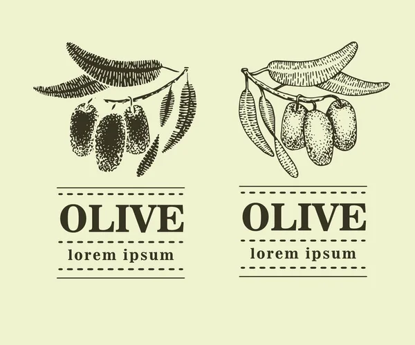 Rama gráfica de olivo. Plantilla de logotipo dibujado a mano. Ilustración vectorial utilizada para la publicidad de productos oleícolas naturales. vintage — Vector de stock