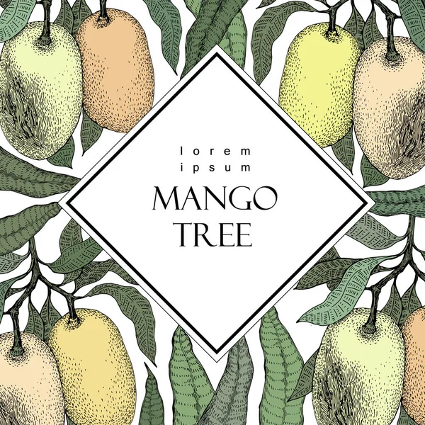 Mango-Baum Vintage-Design-Vorlage. botanische Mangofrucht Rahmen. eingravierte Mango. Vektorillustration — Stockvektor