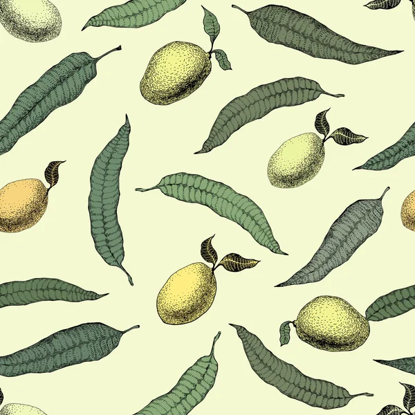 Mango árbol vintage patrón sin costuras. Fondo de fruta de mango botánico. Mango grabado. Ilustración vectorial — Archivo Imágenes Vectoriales