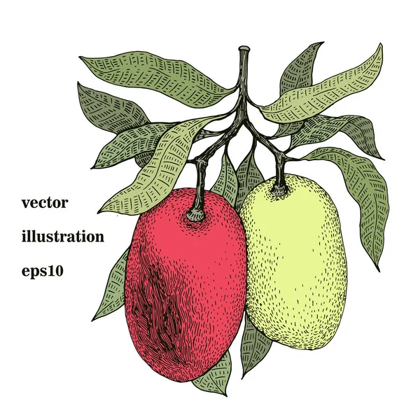 Mango tree retro illustratie. Botanische mango vrucht illustratie. Gegraveerde mango. Vectorillustratie — Stockvector