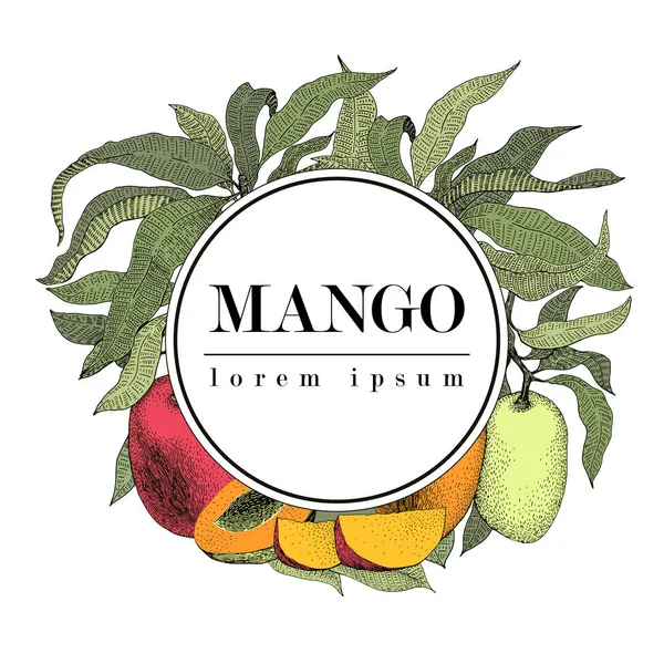 Plantilla de diseño vintage de árbol de mango. Marco de fruta botánica. Mango grabado. Plantilla Logo. Ilustración vectorial — Vector de stock