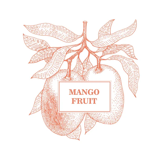 Mango tree retro illustration. Botanical mango fruit illustration. Engraved mango. Vector illustration Stock Vector