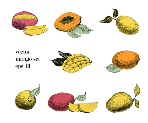 Mango retro illustration set. Botanical fruit illustration. Engraved. Vector illustration Royalty Free Stock Illustrations