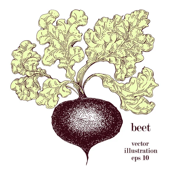 Rote Bete, handgezeichnete Vektorillustration. Retro-Gemüse graviert Stilobjekt. kann für Menü, Etikett, Bauernmarkt verwendet werden — Stockvektor