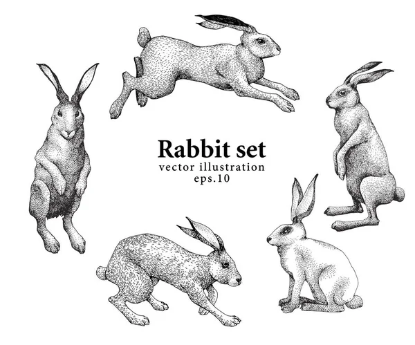 Ensemble d'illustrations de lapin dessinées à la main isolées sur fond blanc. Illustration vectorielle vintage . — Image vectorielle