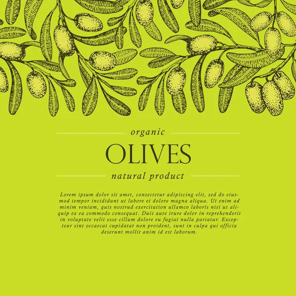 Árvore verde-oliva ramos vector banner. Gravura estilo desenhado à mão. Esboço vetorial — Vetor de Stock