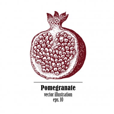 Nar meyve vintage tasarım şablonu. Botanik meyve. Oyulmuş nar. Vektör çizim