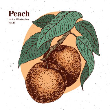 Şeftali meyve dalı vintage tasarım şablonunda. Botanik meyve. Oyulmuş şeftali. Vektör çizim