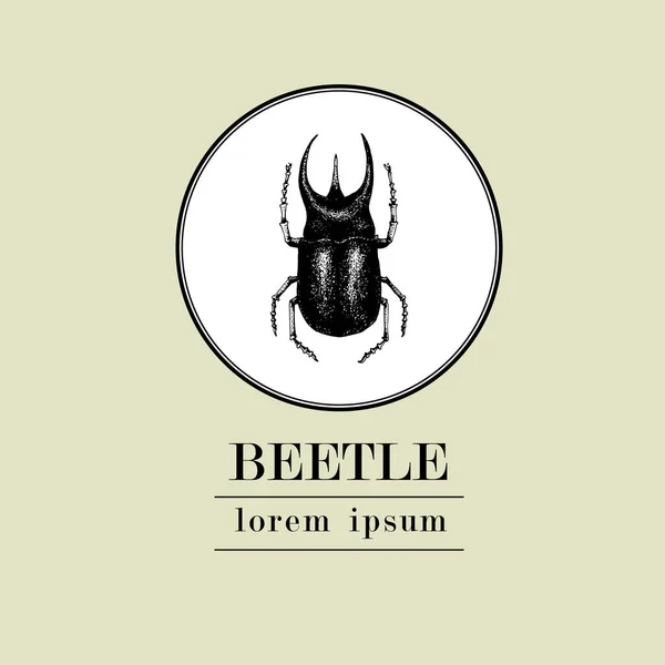 Retro ręka wektor rysowane wektor logo szablon z beetlle owadów na białym tle. Vintage ilustracji — Wektor stockowy