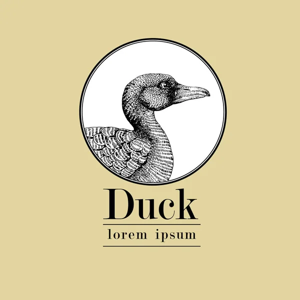 Vector dibujado a mano ilustración pato. Estilo de grabado vintage. Dibujo de animales de granja. Imagen de aves aisladas sobre fondo blanco. Plantilla Logo . — Vector de stock