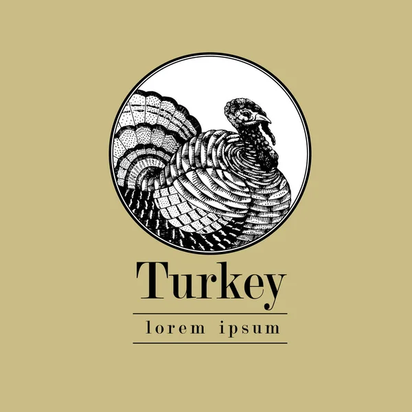 Vector dibujado a mano ilustración pavo. Estilo de grabado vintage. Dibujo de animales de granja. Imagen de aves aisladas sobre fondo blanco. Plantilla Logo . — Archivo Imágenes Vectoriales