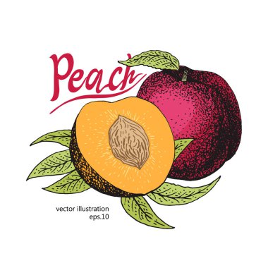 Şeftali meyve ile vintage tasarım şablonu bırakır. Botanik meyve. Oyulmuş şeftali. Vektör çizim