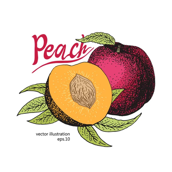 Şeftali meyve ile vintage tasarım şablonu bırakır. Botanik meyve. Oyulmuş şeftali. Vektör çizim
