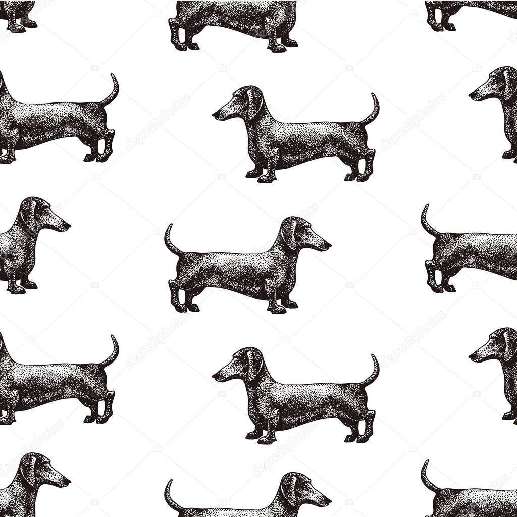 Seamless vector pattern with dogs. Vector illustration of dachshund. Hand drawn retro illustration.