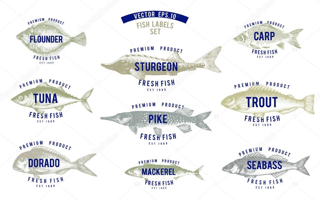Hand drawn illustrations of fish with names in retro style over white background. Vector logo templates. Labels can be use for restaurant, menu, fish shop, market.