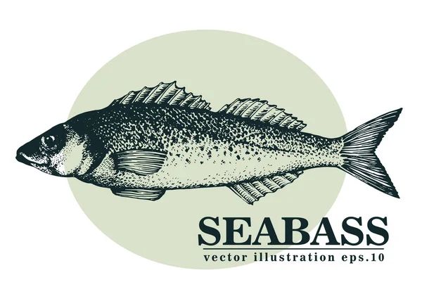 Handen ritade skiss skaldjur vektor vintage illustration av havsabborre fisk. Kan användas för menyn eller förpackningsdesign. Graverade stil. Vintage illustration. — Stock vektor