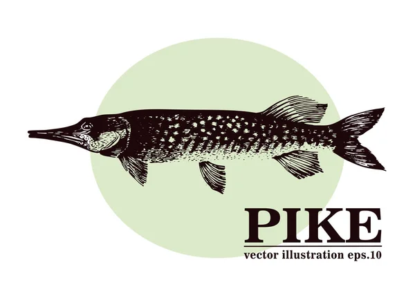 Handritad skiss skaldjur vintage vektorillustration gädda fisk. Kan användas för menyn eller förpackningsdesign. Graverade stil. Vintage illustration. — Stock vektor