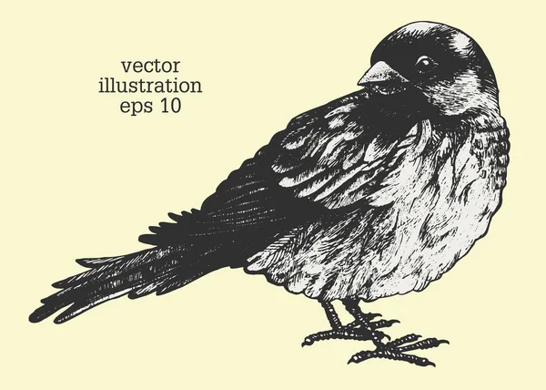 Векторная графическая иллюстрация птицы. Воробей нарисовал илистрацию. Винтажный стиль . — стоковый вектор