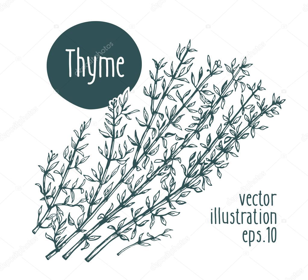Thyme branch. Vector illustration for design menu, packaging and recipes. Hand drawn vintage illustration.