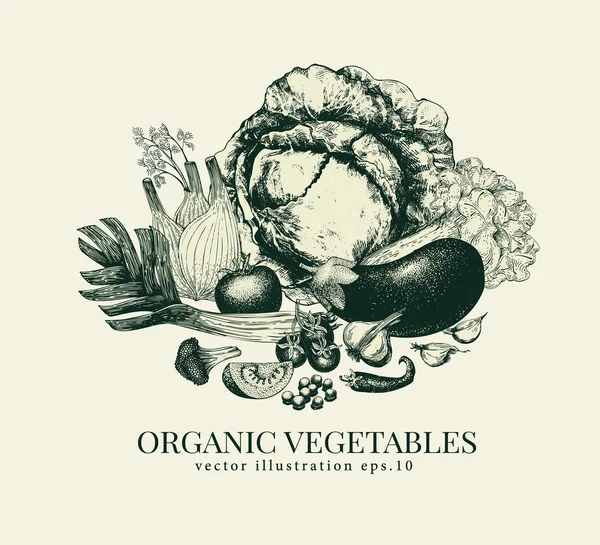 Gemüse handgezeichnete Vektorillustration. Banner-Vorlage. Retro-Stil Hintergrund eingraviert. kann für Menü, Etikett, Verpackung, Bauernmarkt verwendet werden — Stockvektor