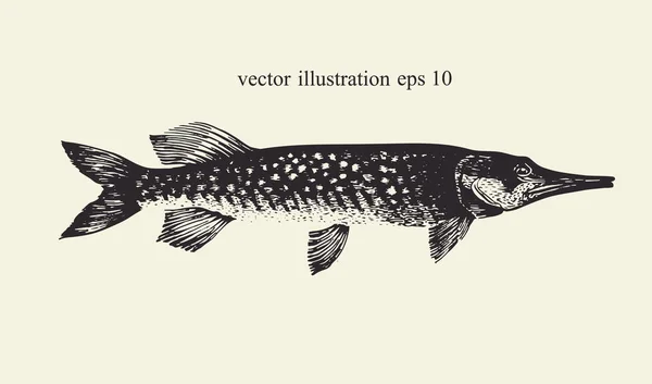 Pike... Ilustração vetorial retro desenhada à mão. Sílhueta de peixe — Vetor de Stock