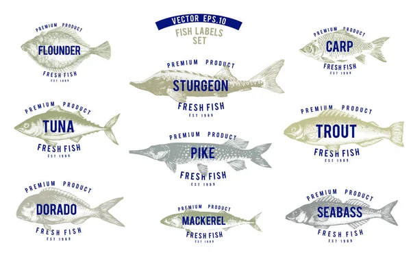 Hand drawn illustrations of fish with names in retro style over white background. Vector logo templates. Labels can be use for restaurant menu fish shop market. — Stock Illustration Hand drawn illustrations of fish with names in retro style over white background. Vector logo templates. Labels can be use for restaurant menu fish shop market. Royalty Free Stock Vectors