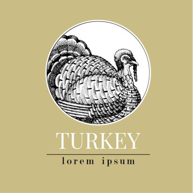 Türkiye illüstrasyon vektör el çekilmiş. Retro gravür tarzı. Çiftlik hayvan çizim kroki. Logo şablonu.
