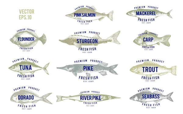 Illustrations dessinées à la main de poissons avec des noms dans un style rétro sur fond blanc. Modèles de logo vectoriel. Les étiquettes peuvent être utilisées pour le menu du restaurant marché de la poissonnerie . — Image vectorielle