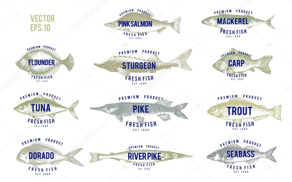 Hand drawn illustrations of fish with names in vintage style over white background. Vector logo templates. Labels can be use for restaurant menu fish shop market.