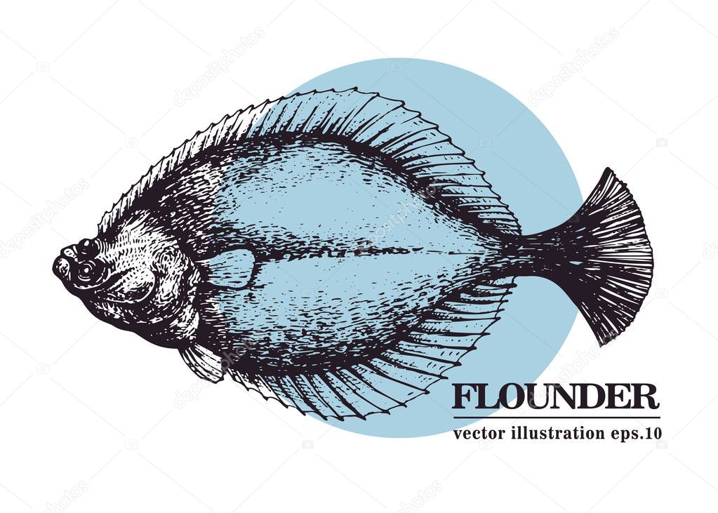 Hand drawn sketch seafood vector vintage illustration of flounder fish. Can be use for menu or packaging design. Engraved style. Vintage illustration.