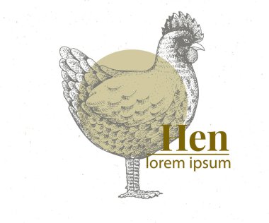 Tavuk illüstrasyon vektör el çekilmiş. Retro gravür tarzı. Çiftlik hayvan çizim kroki. Tavuk logo şablonu.