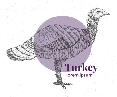 Türkiye illüstrasyon vektör el çekilmiş. Retro gravür tarzı. Çiftlik hayvan çizim kroki. Logo şablonu.