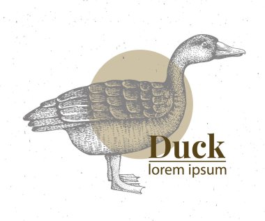 Vektör resim çizilmiş ördek ver. Retro gravür tarzı. Çiftlik hayvan çizim kroki. Ördek logo şablonu.